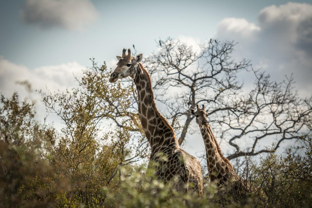 Вилла Garonga Safari Makalali Game Reserve Экстерьер фото