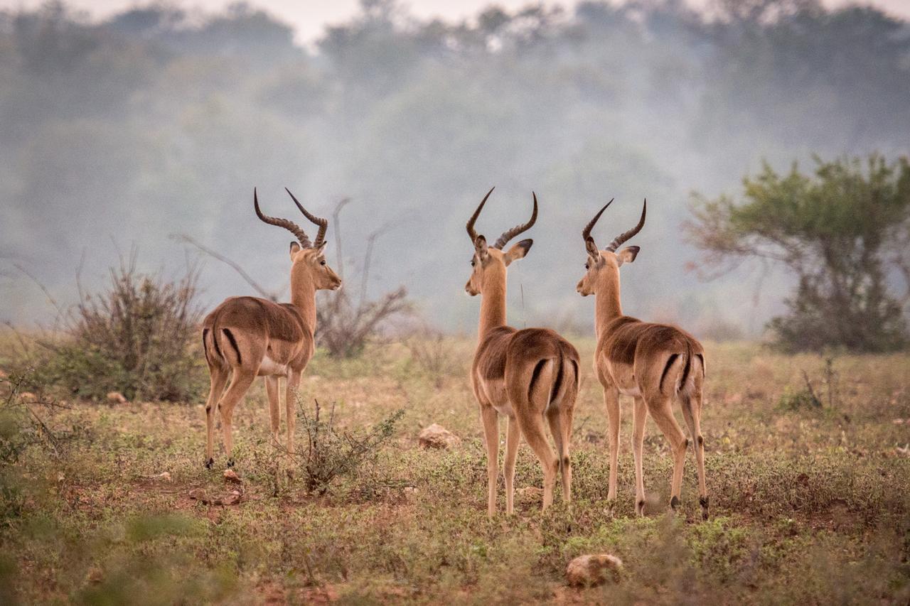 Вилла Garonga Safari Makalali Game Reserve Экстерьер фото