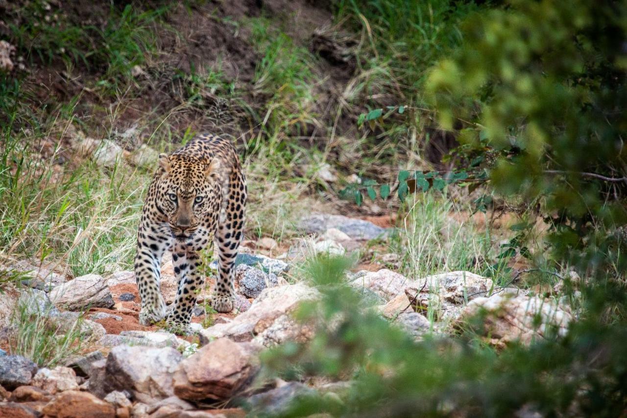 Вилла Garonga Safari Makalali Game Reserve Экстерьер фото
