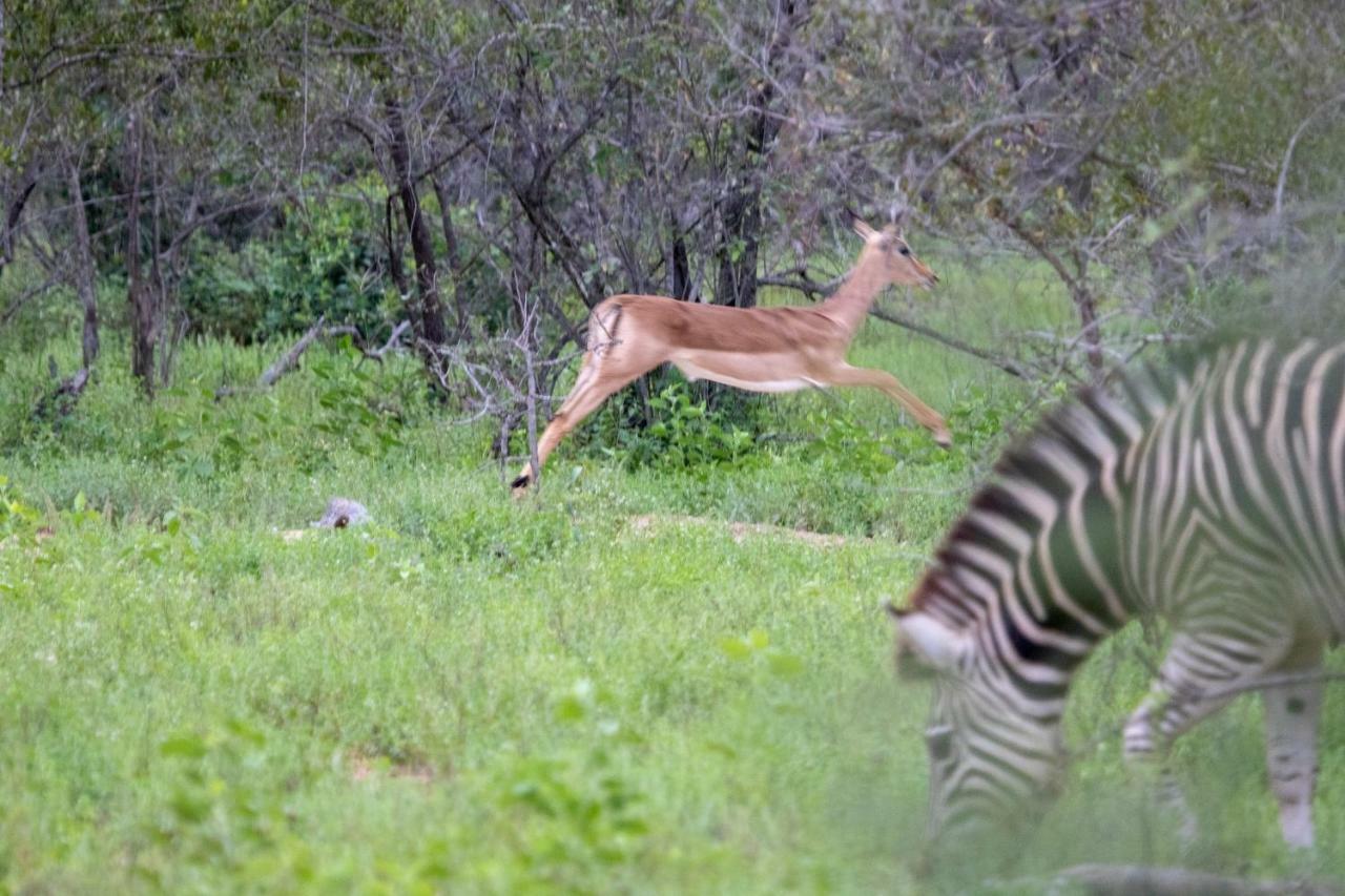 Вилла Garonga Safari Makalali Game Reserve Экстерьер фото