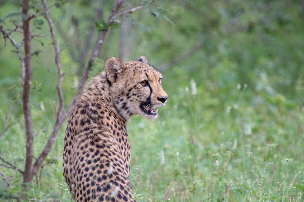 Вилла Garonga Safari Makalali Game Reserve Экстерьер фото