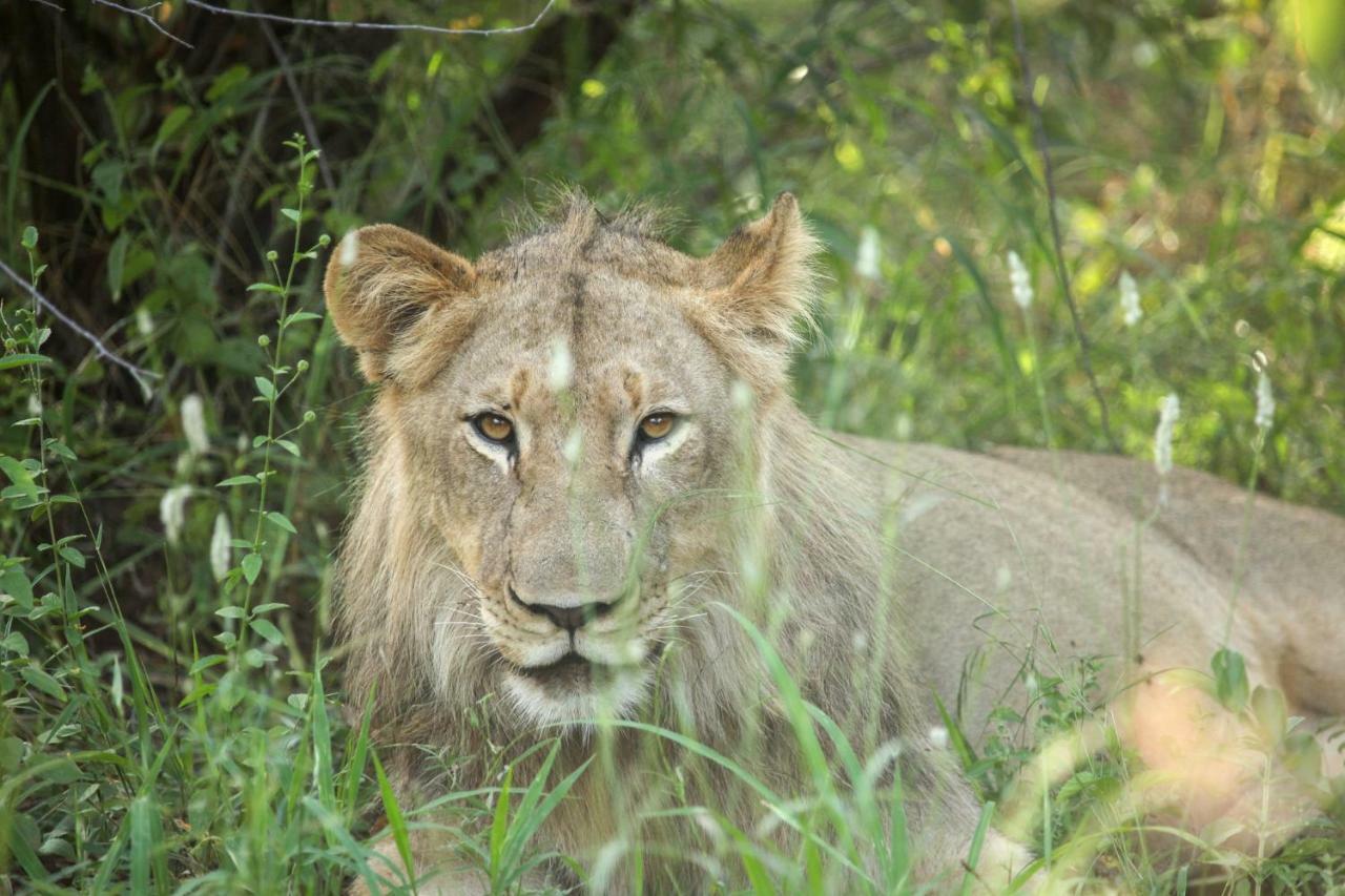 Вилла Garonga Safari Makalali Game Reserve Экстерьер фото