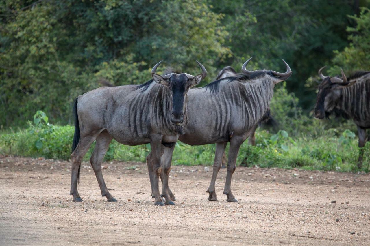 Вилла Garonga Safari Makalali Game Reserve Экстерьер фото