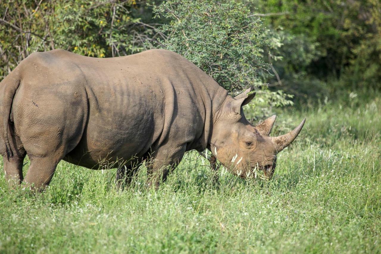 Вилла Garonga Safari Makalali Game Reserve Экстерьер фото
