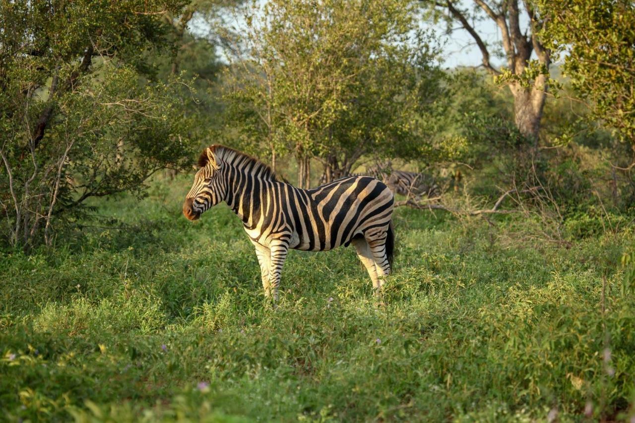 Вилла Garonga Safari Makalali Game Reserve Экстерьер фото