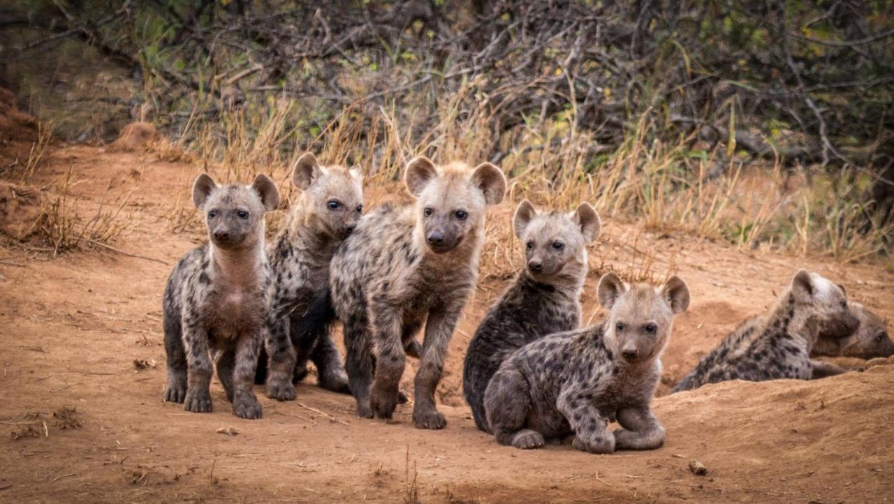 Вилла Garonga Safari Makalali Game Reserve Экстерьер фото